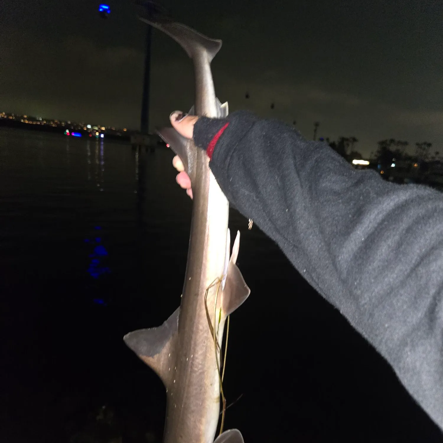 The most recent Brownbanded bamboo shark catches on Fishbrain