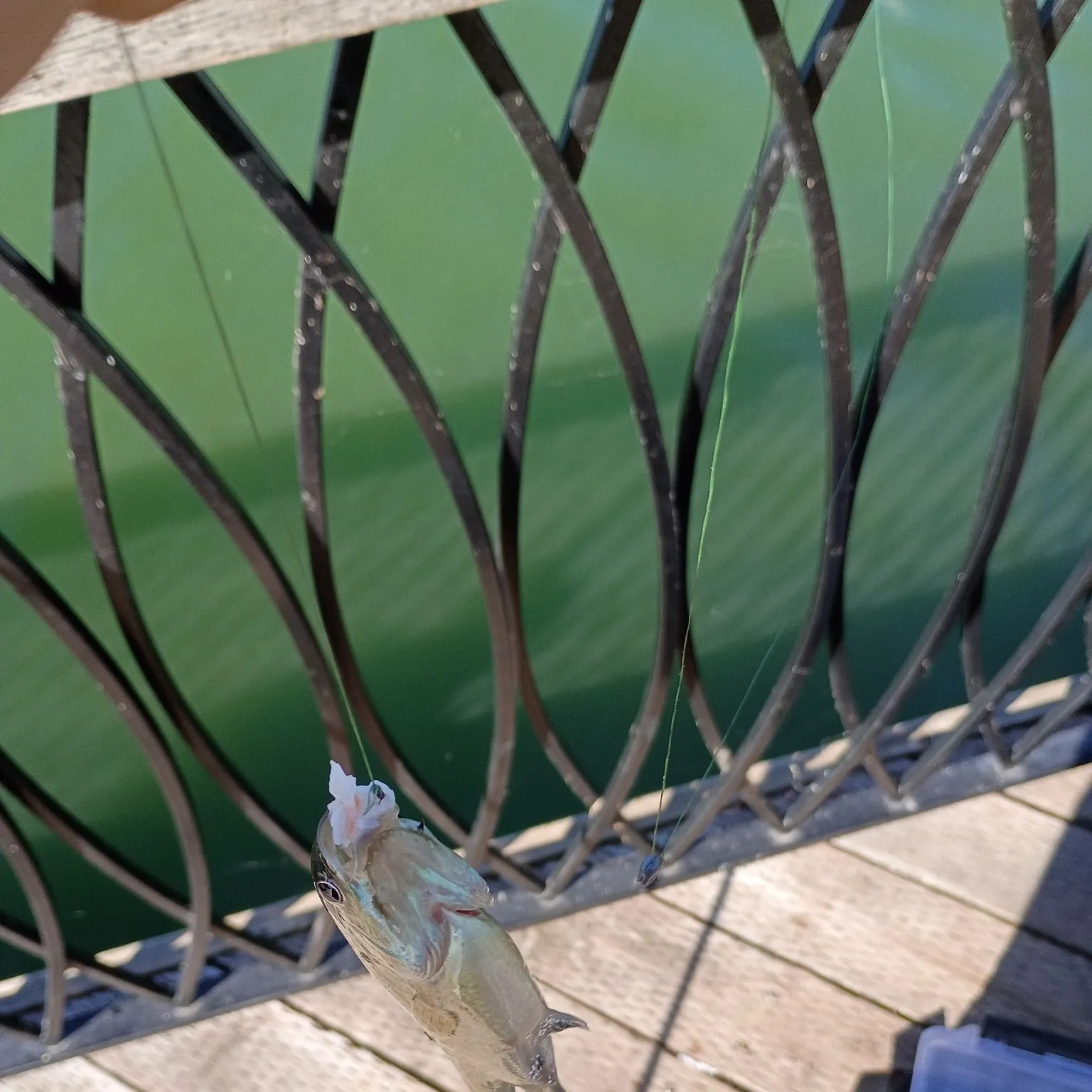 Bluegill caught on Fishbrain