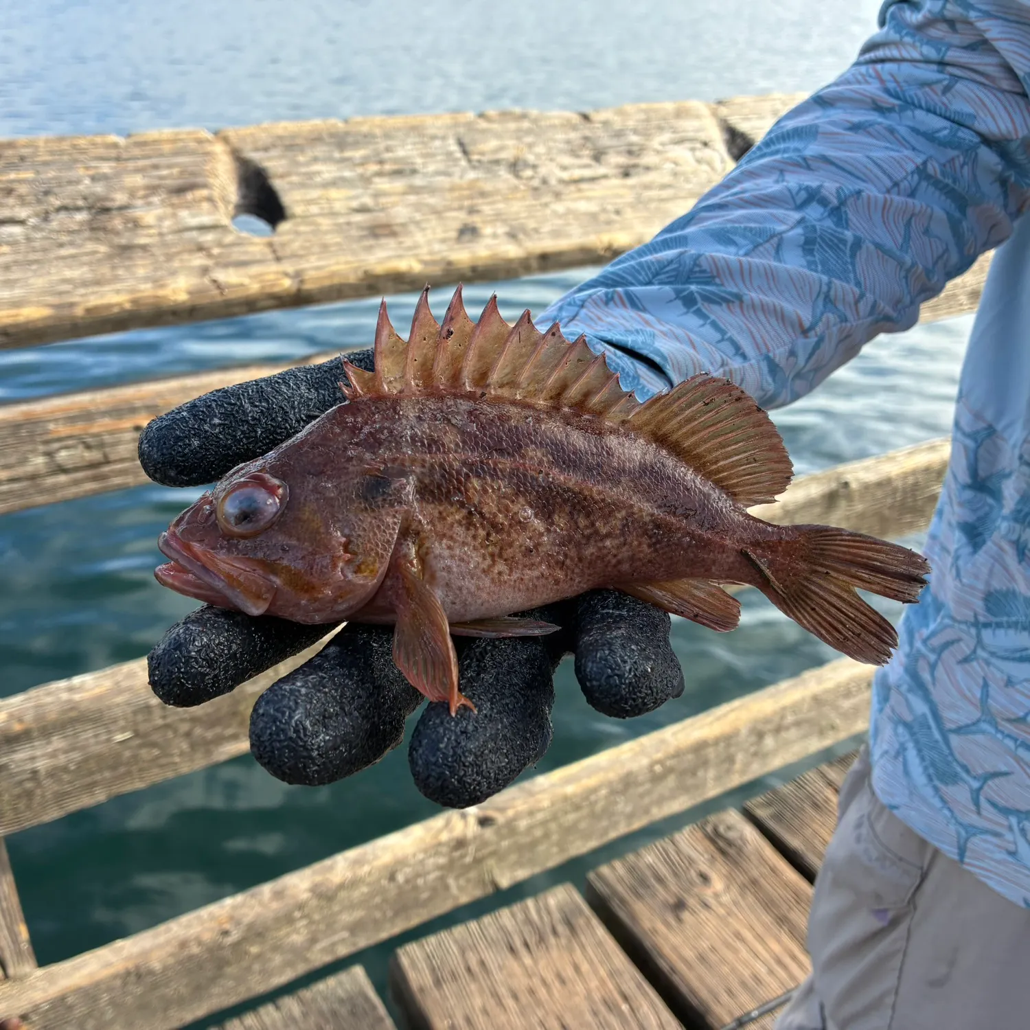 Copper rockfish caught on Fishbrain