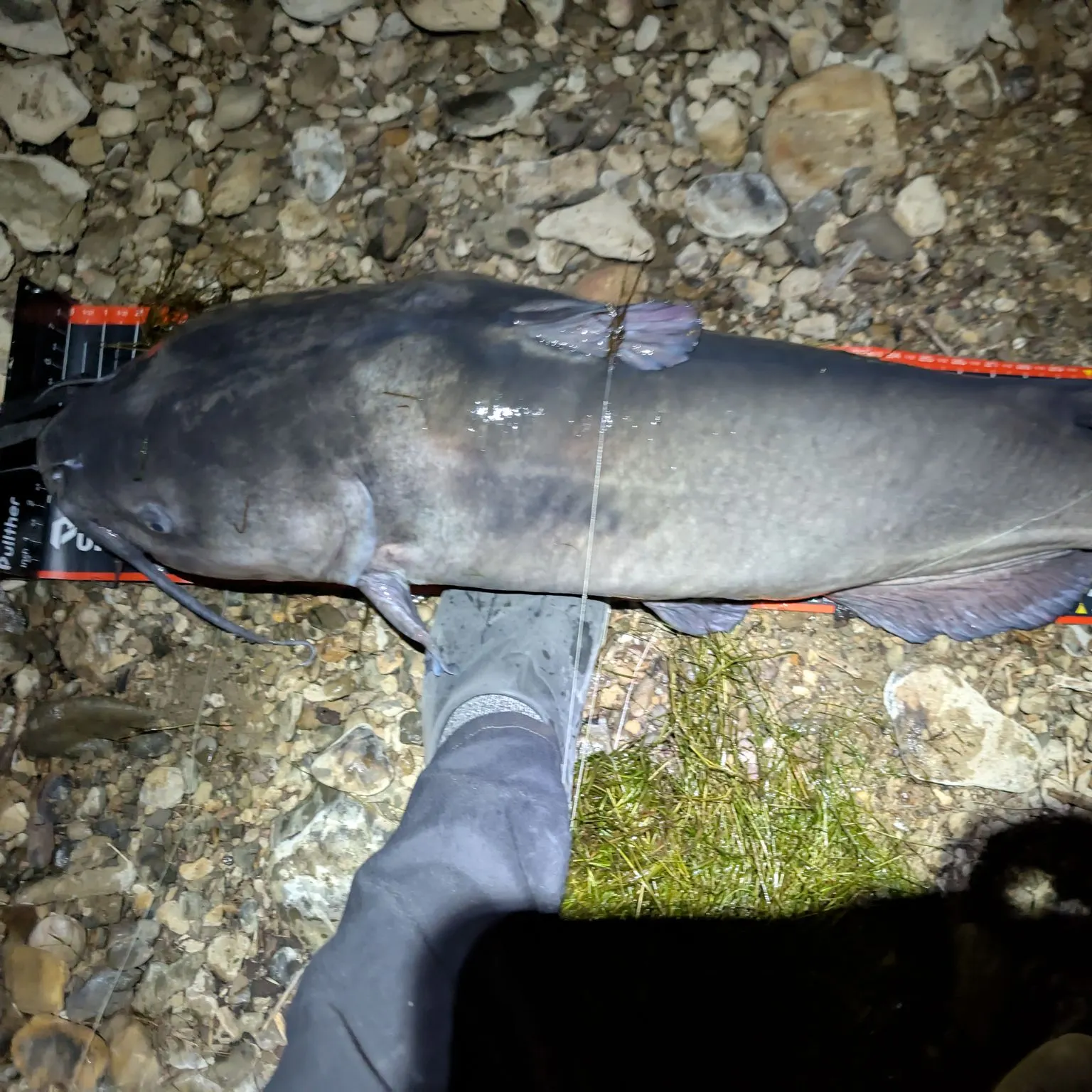 Channel catfish caught on Fishbrain