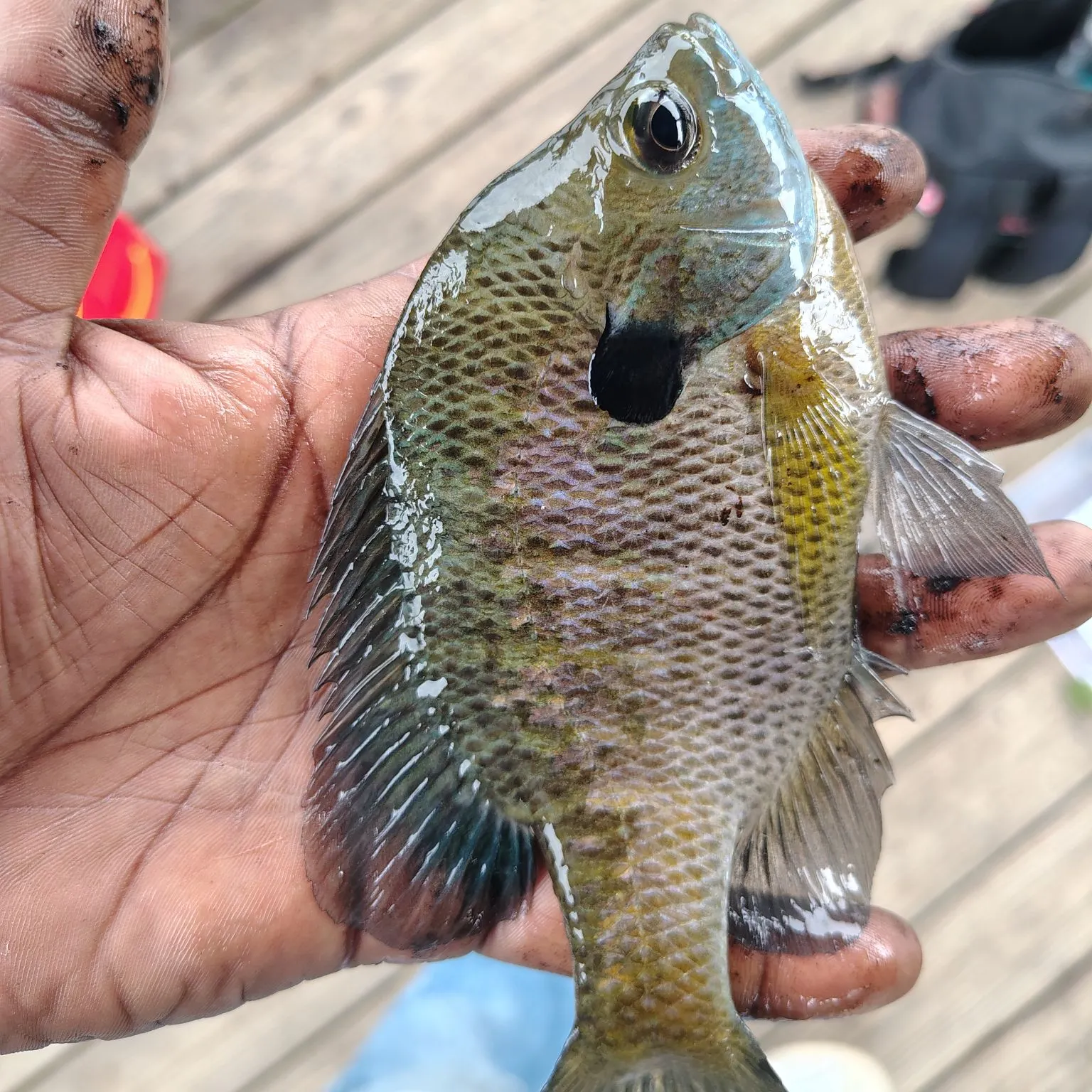 Bluegill caught on Fishbrain