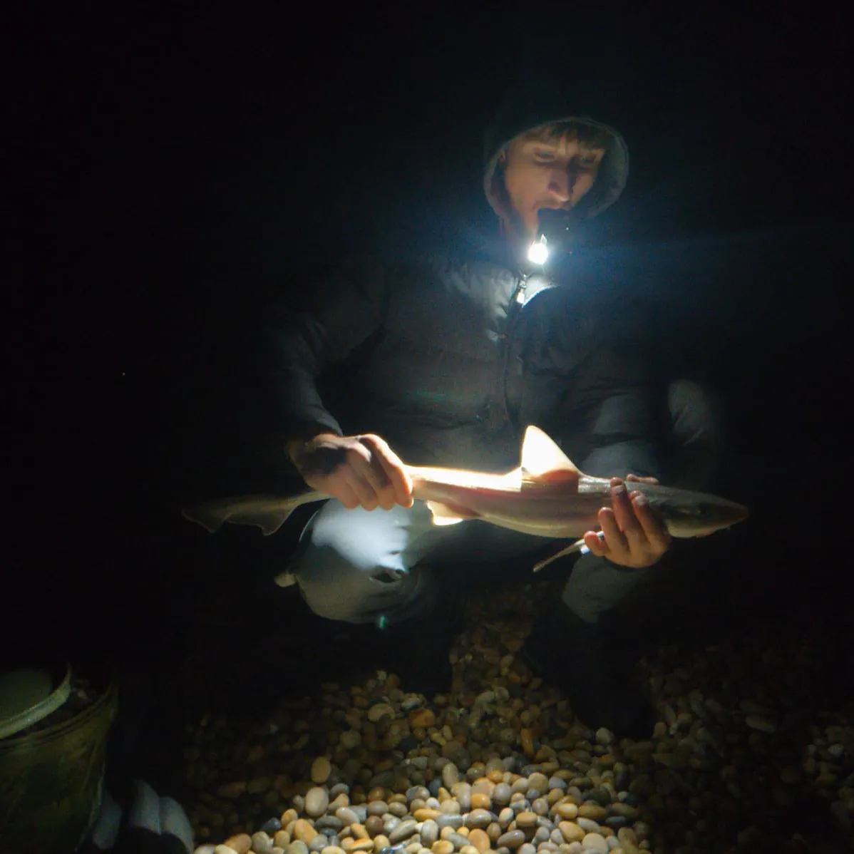 Starry smooth-hound caught on Fishbrain