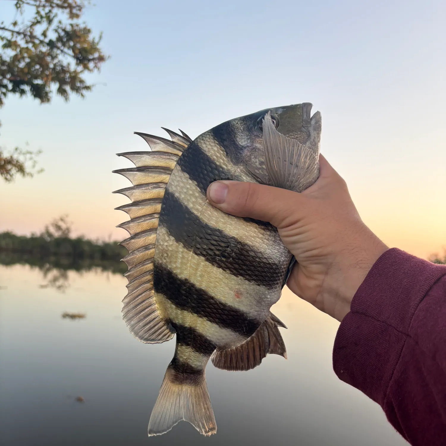 Sheepshead caught on Fishbrain