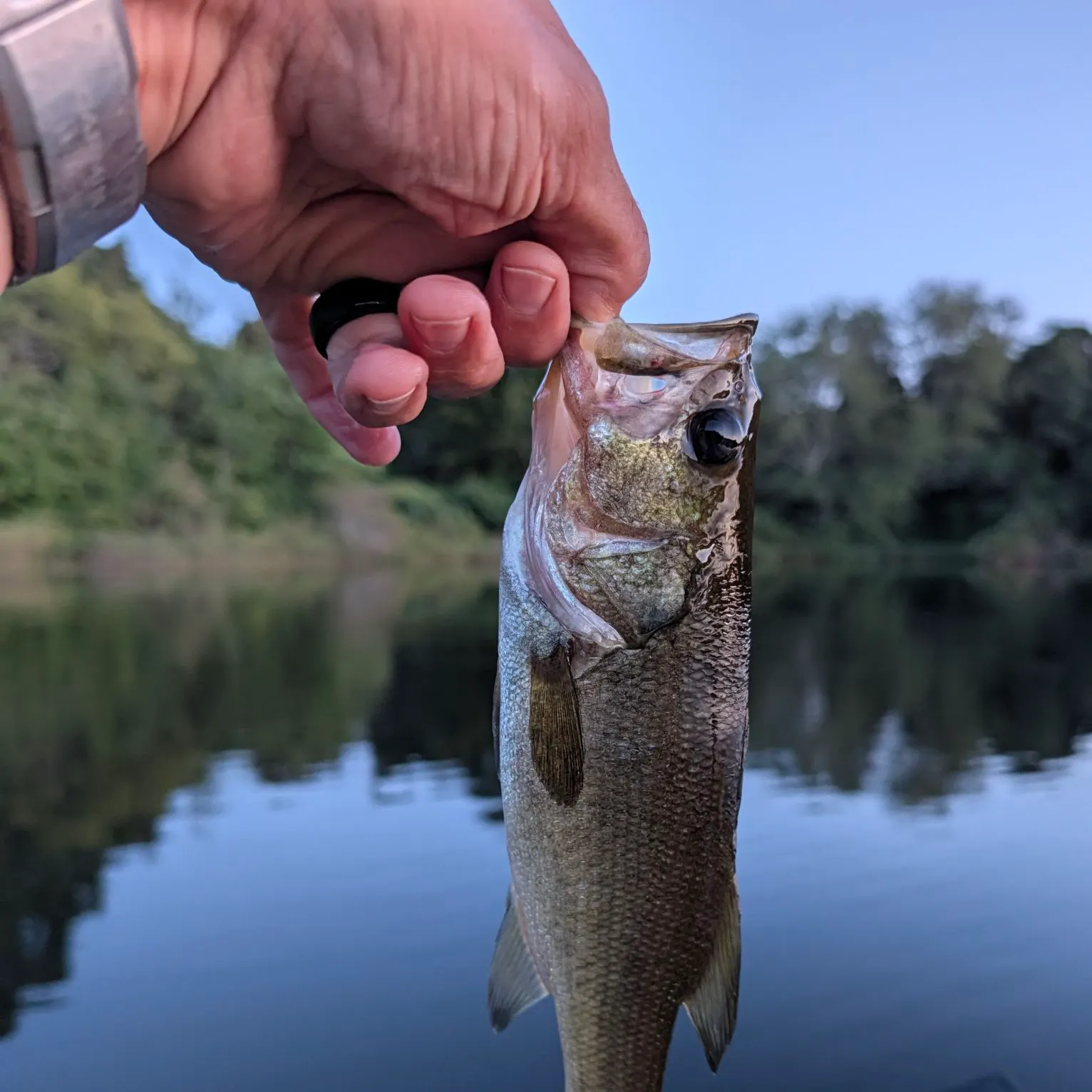Largemouth bass caught on Fishbrain