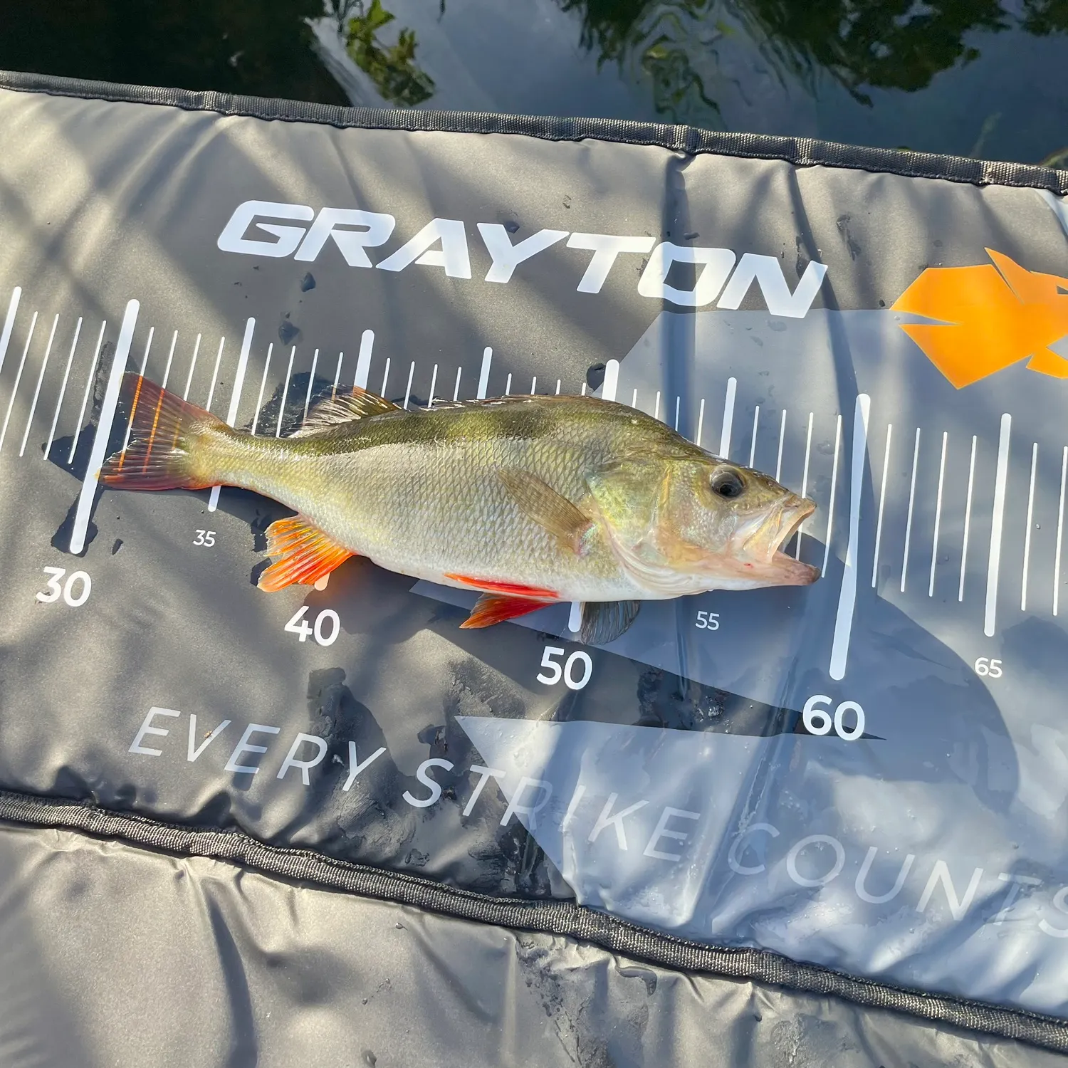 European perch caught on Fishbrain