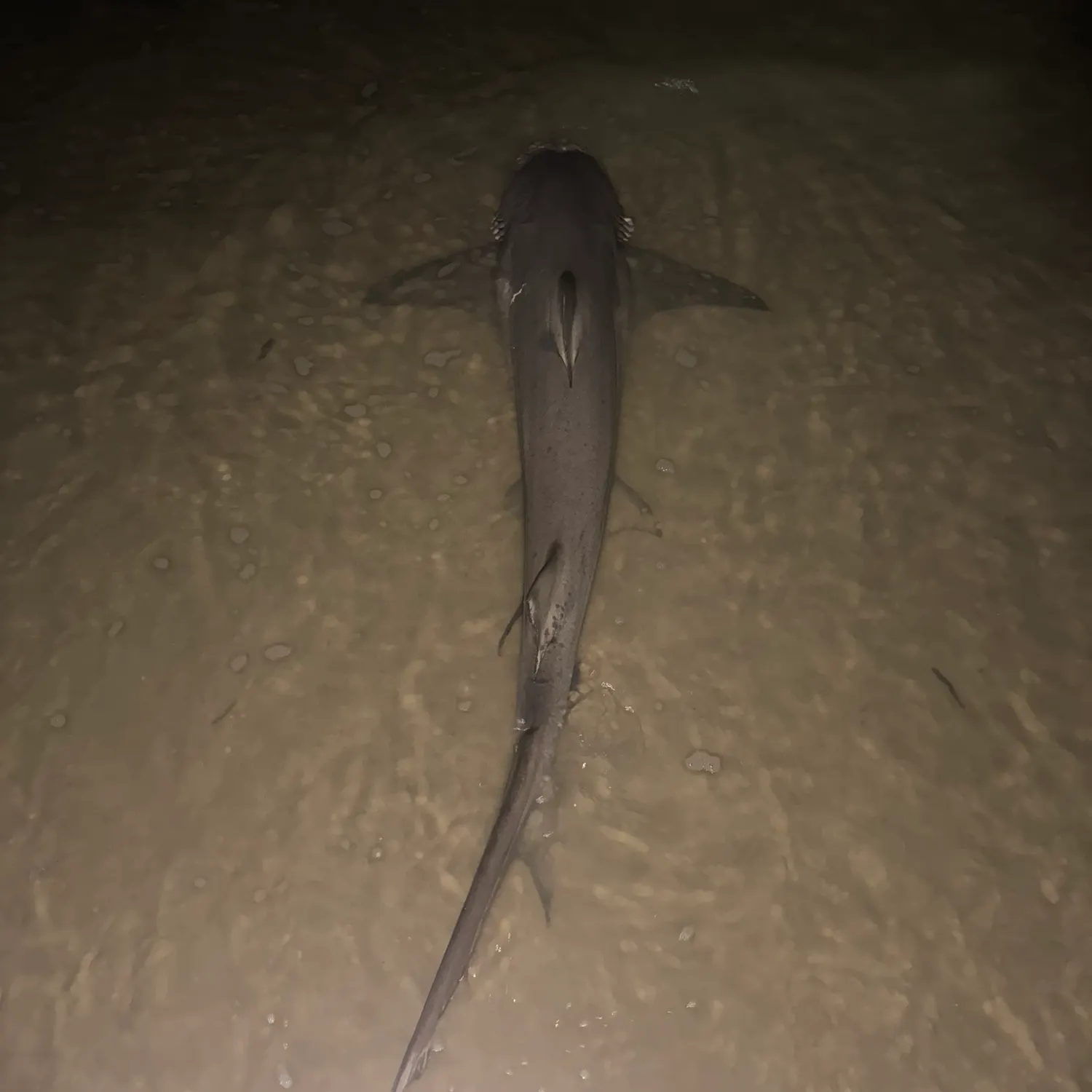 The most popular recent Grey reef shark catch on Fishbrain