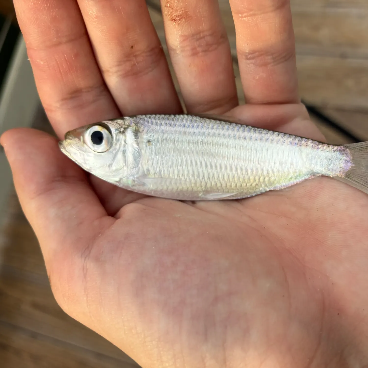 Scaled herring caught on Fishbrain