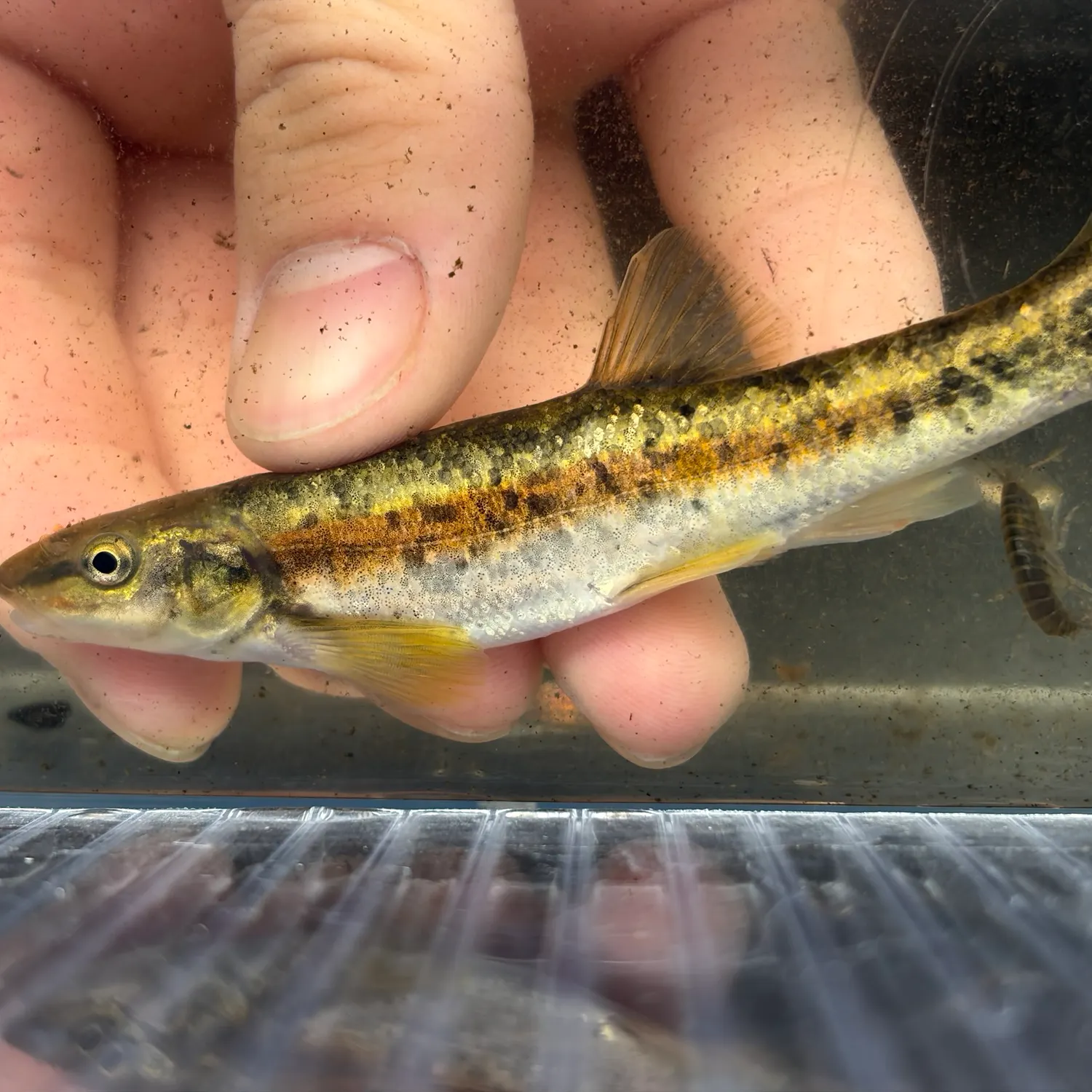 The most recent Western blacknose dace catches on Fishbrain