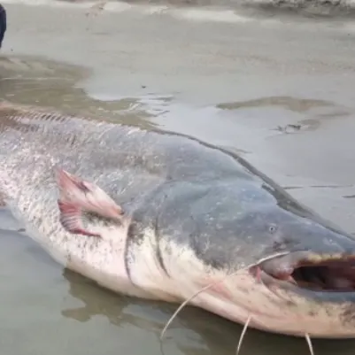 Blue catfish caught on Fishbrain