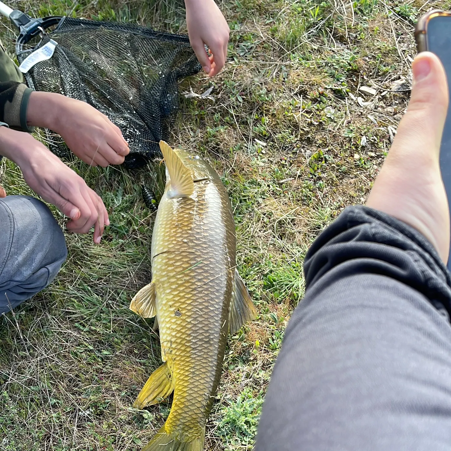 The most recent Common barbel catches on Fishbrain