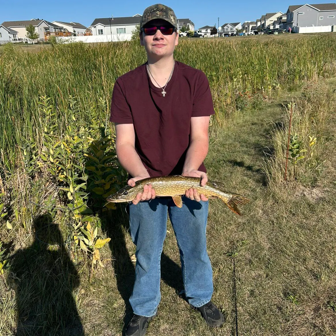 Northern pike caught on Fishbrain