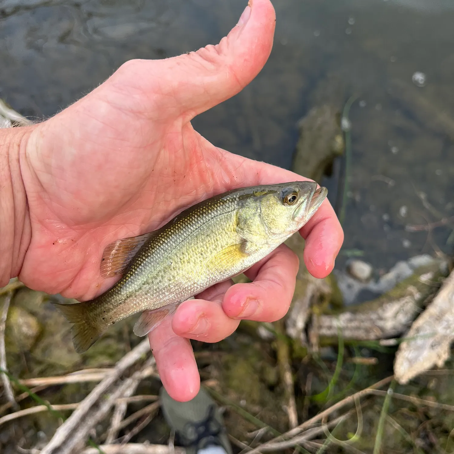Largemouth bass caught on Fishbrain