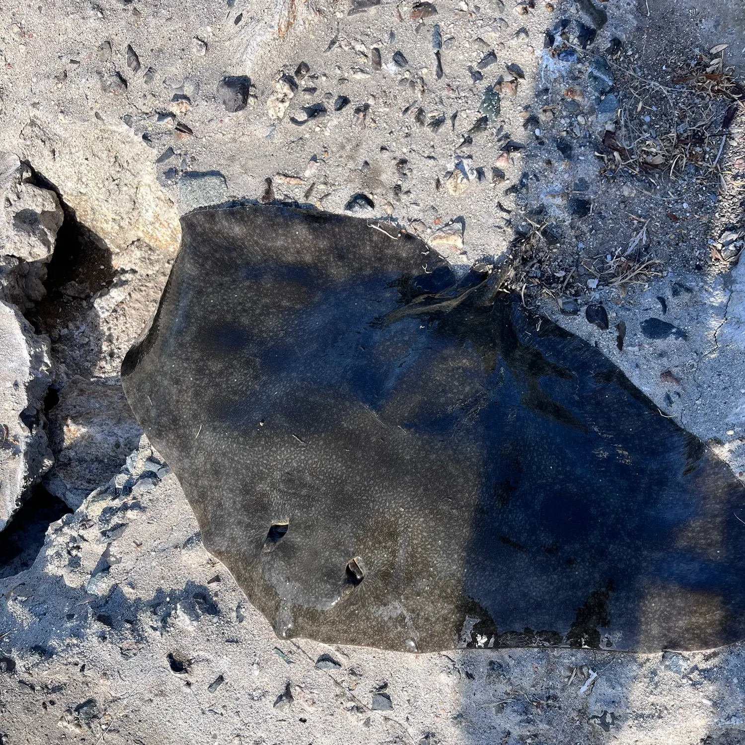 The most recent Haller's round ray catches on Fishbrain