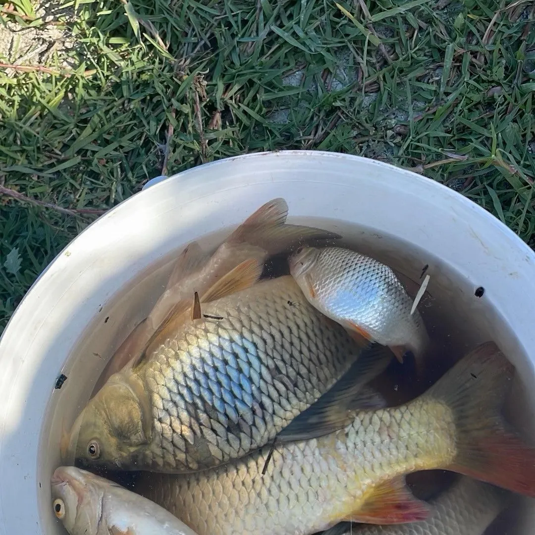 Common carp caught on Fishbrain
