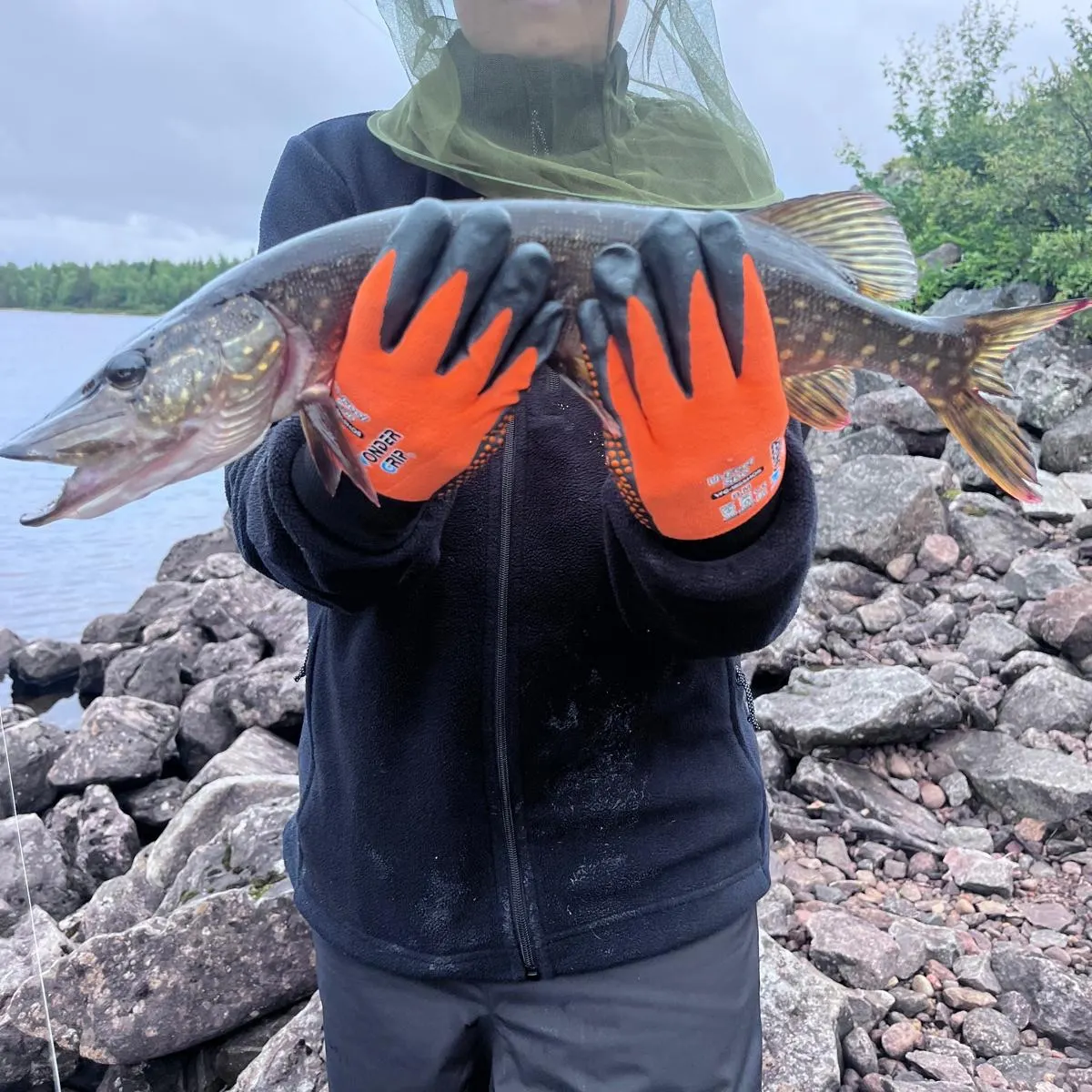 Northern pike caught on Fishbrain