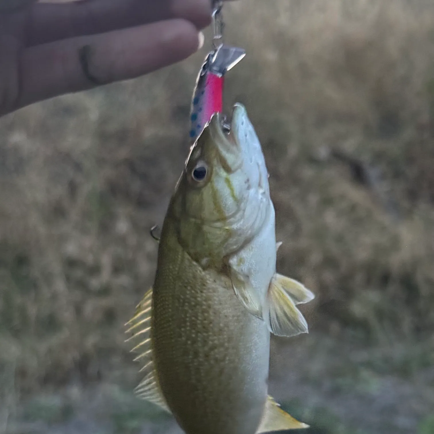 Smallmouth bass caught on Fishbrain