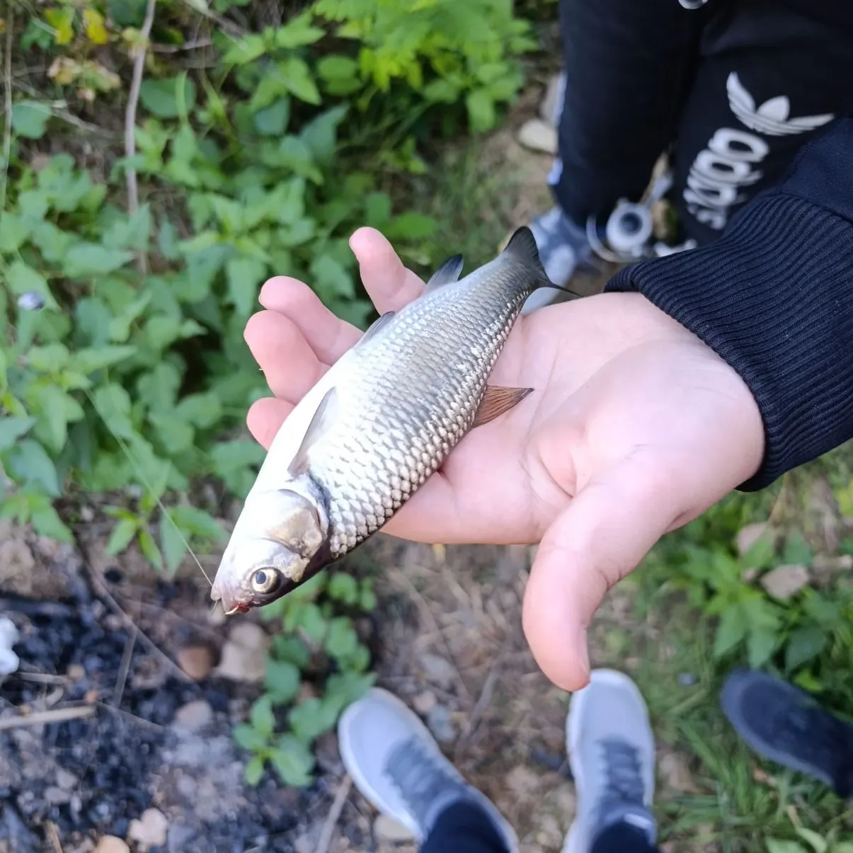 European chub caught on Fishbrain