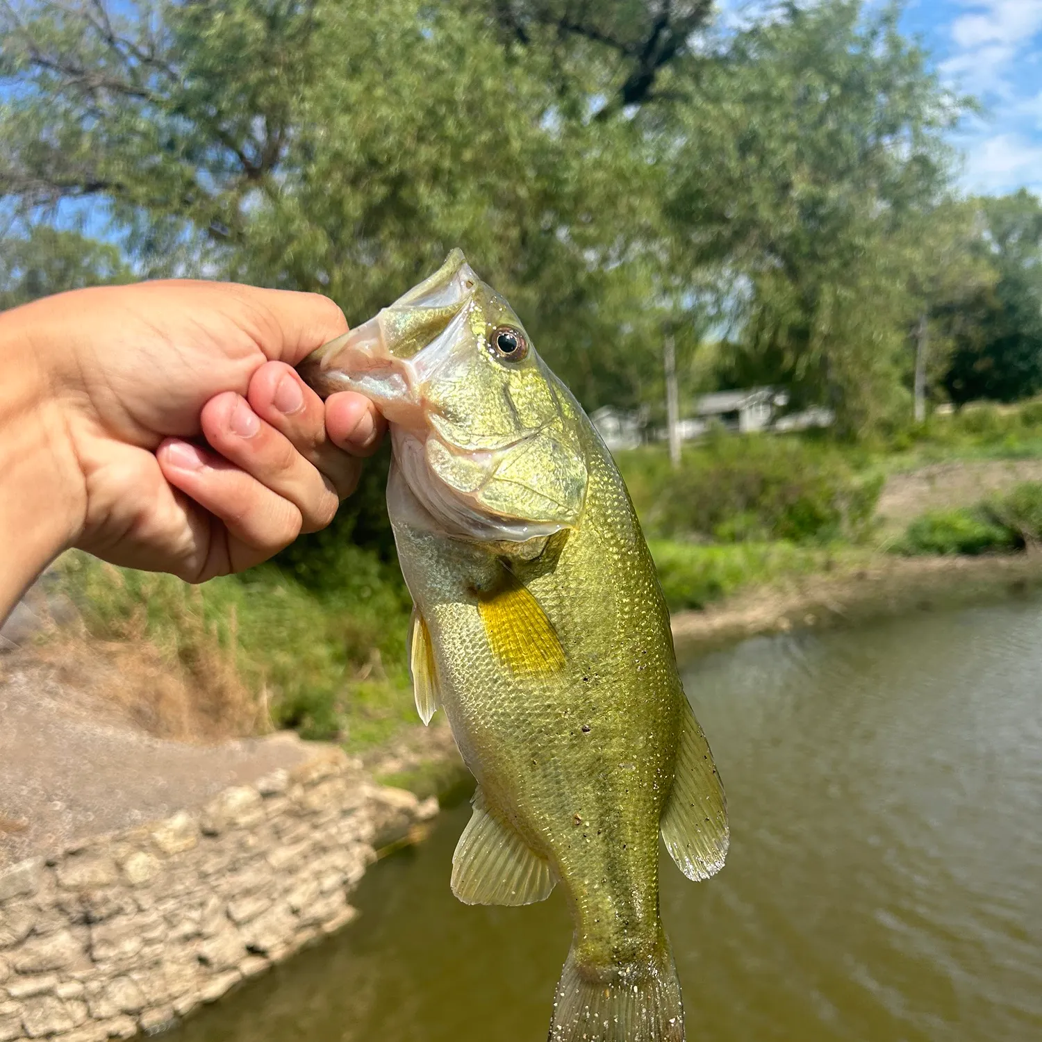 Largemouth bass caught on Fishbrain