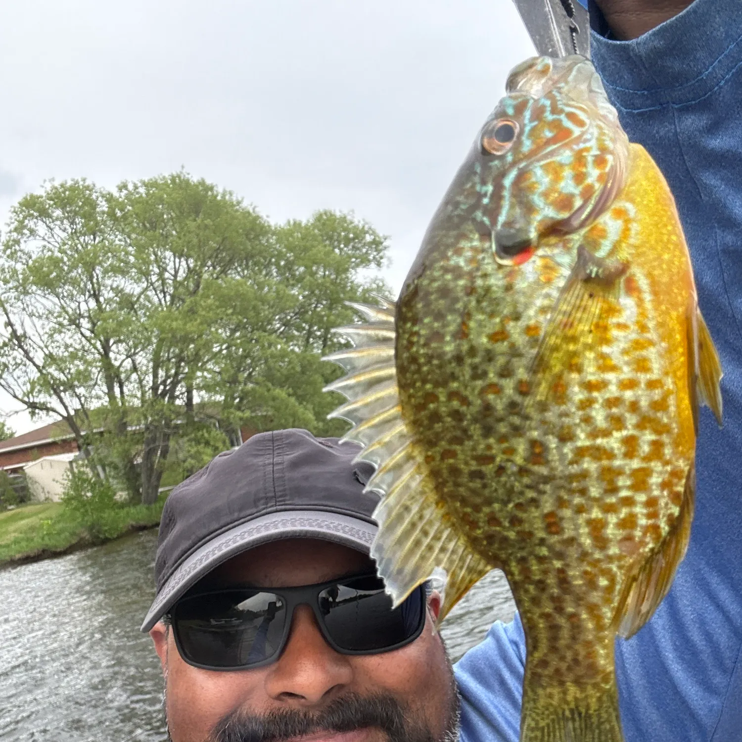The most recent Pumpkinseed x green sunfish catches on Fishbrain