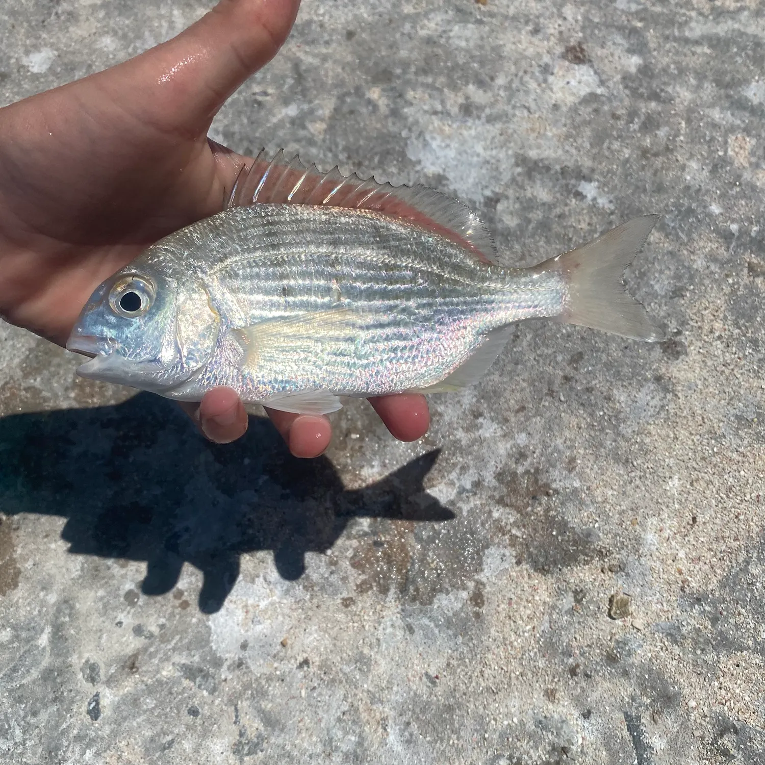 The most recent White stumpnose catches on Fishbrain