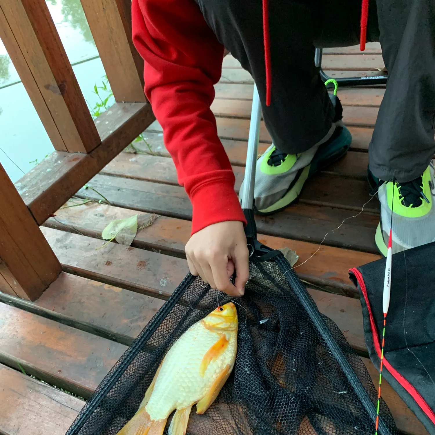 The most recent Koi x common carp catches on Fishbrain