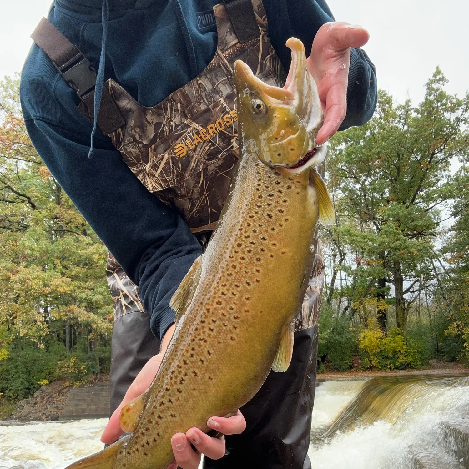 Brown trout caught on Fishbrain