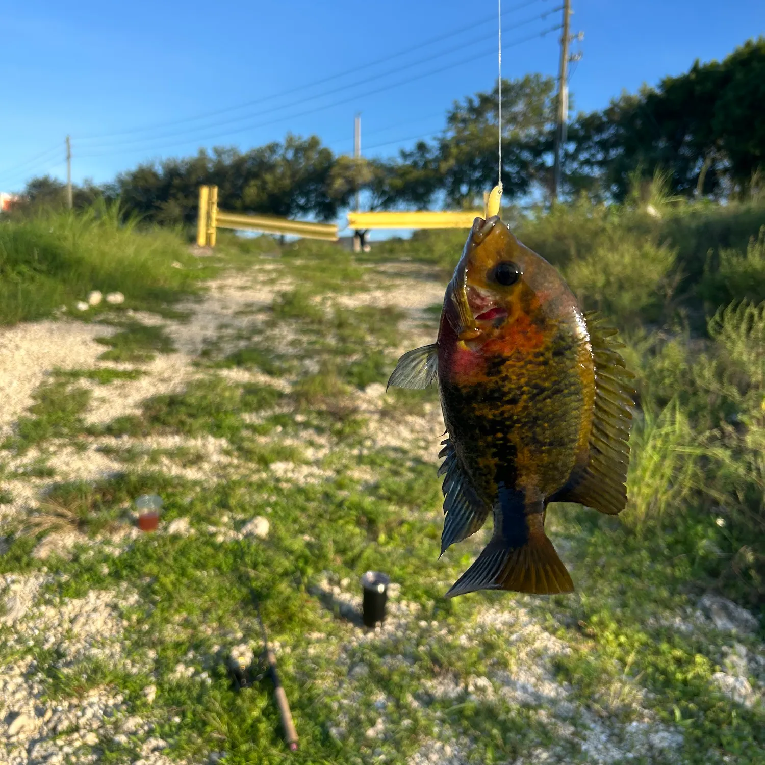 The most recent Redhead cichlid catches on Fishbrain