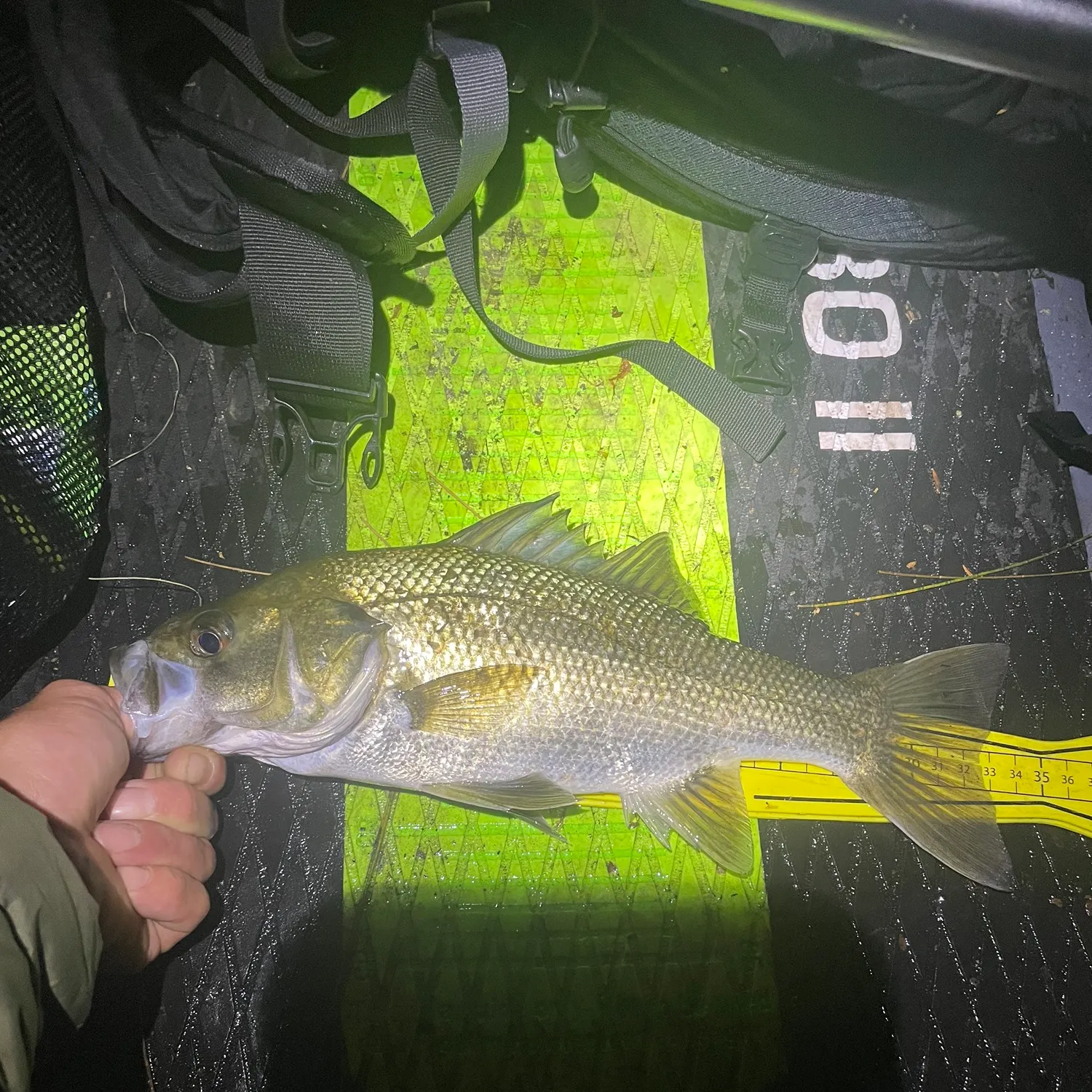 Australian bass caught on Fishbrain