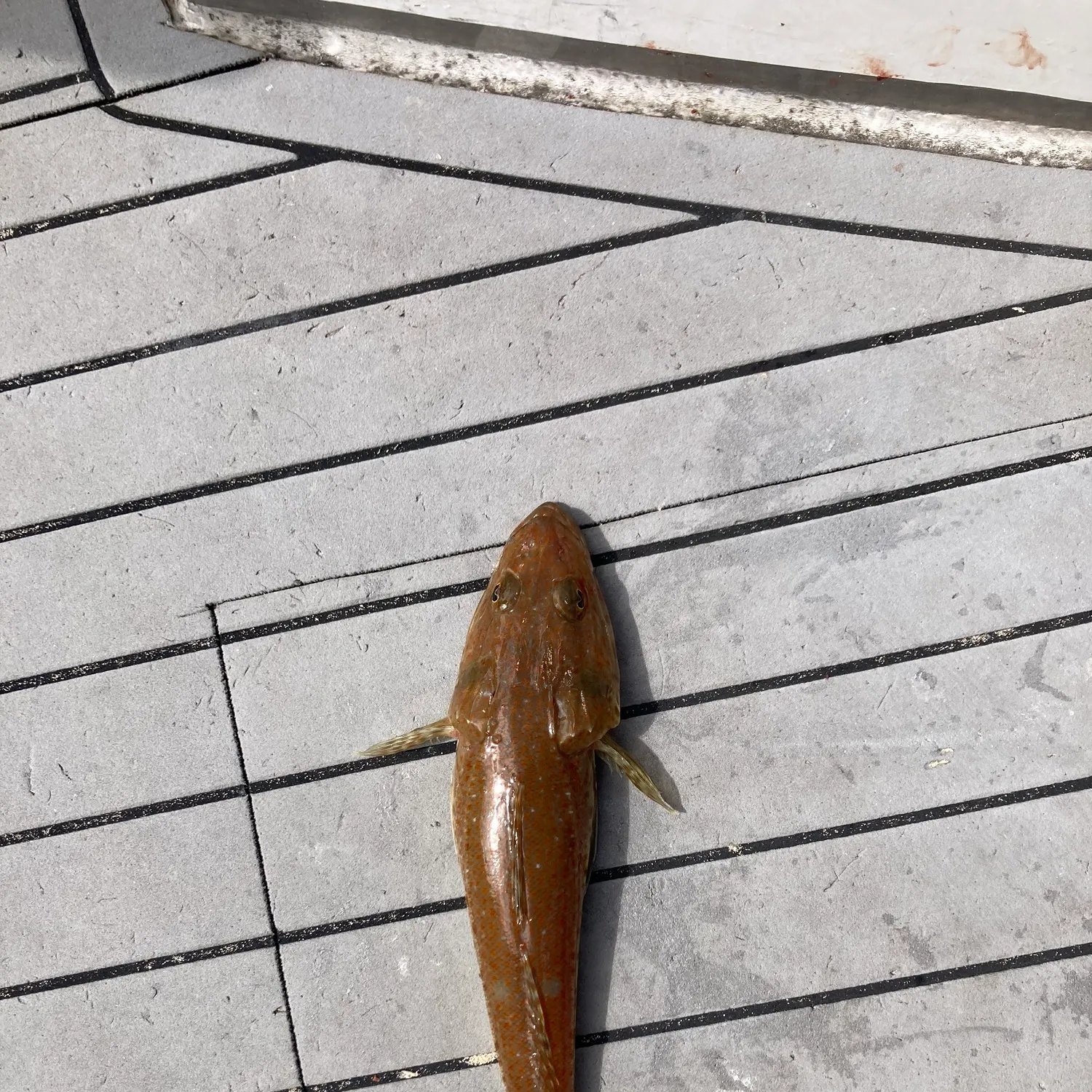 Sand flathead caught on Fishbrain