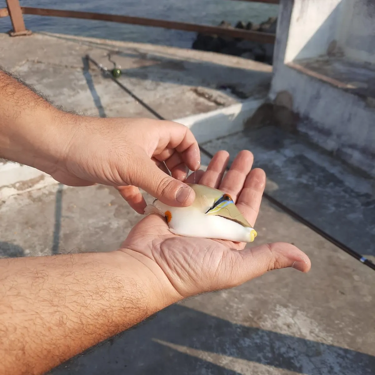 The most recent Picasso triggerfish catches on Fishbrain