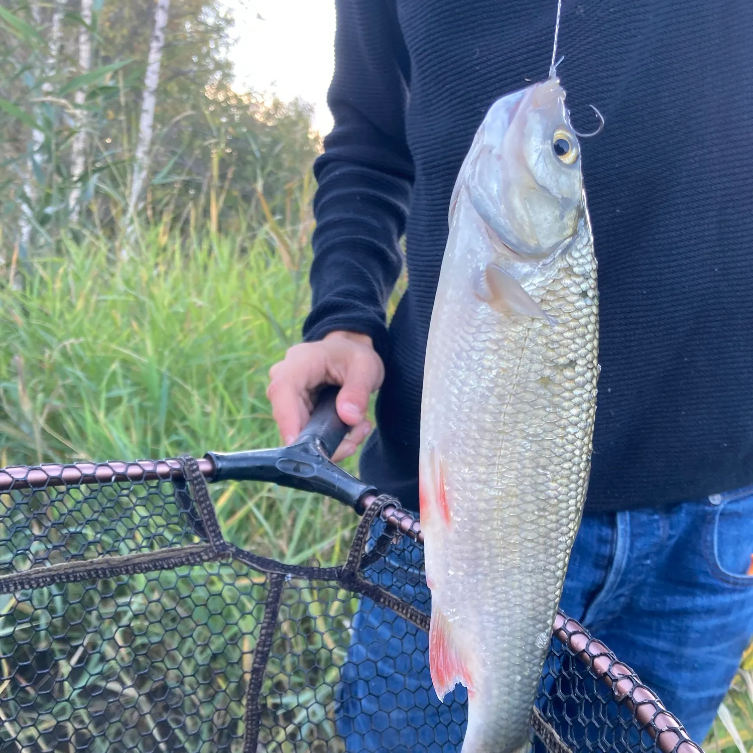 European chub caught on Fishbrain