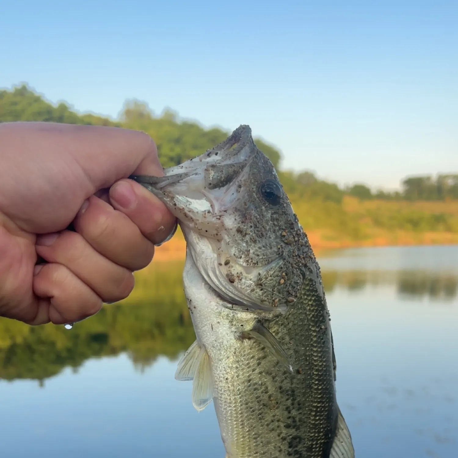 The most recent Largemouth bass catches on Fishbrain
