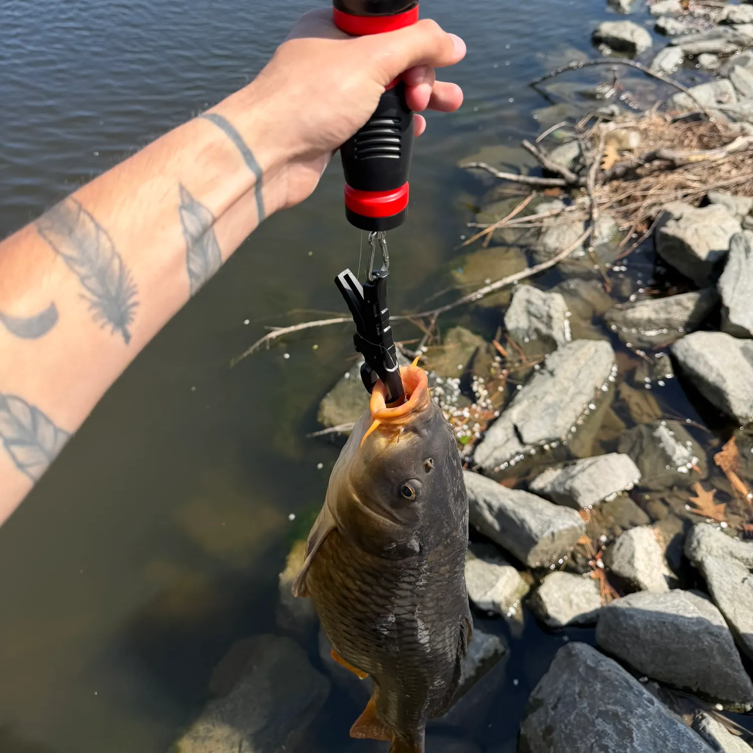 recently logged catches