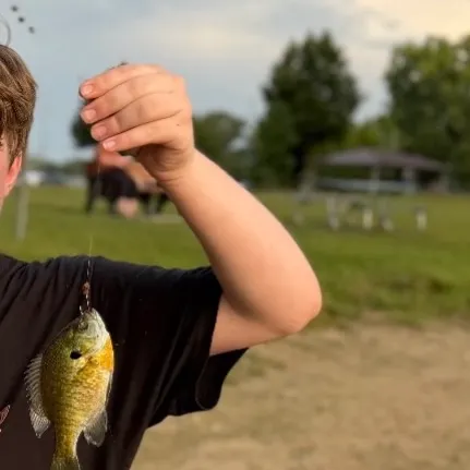 Bluegill caught on Fishbrain