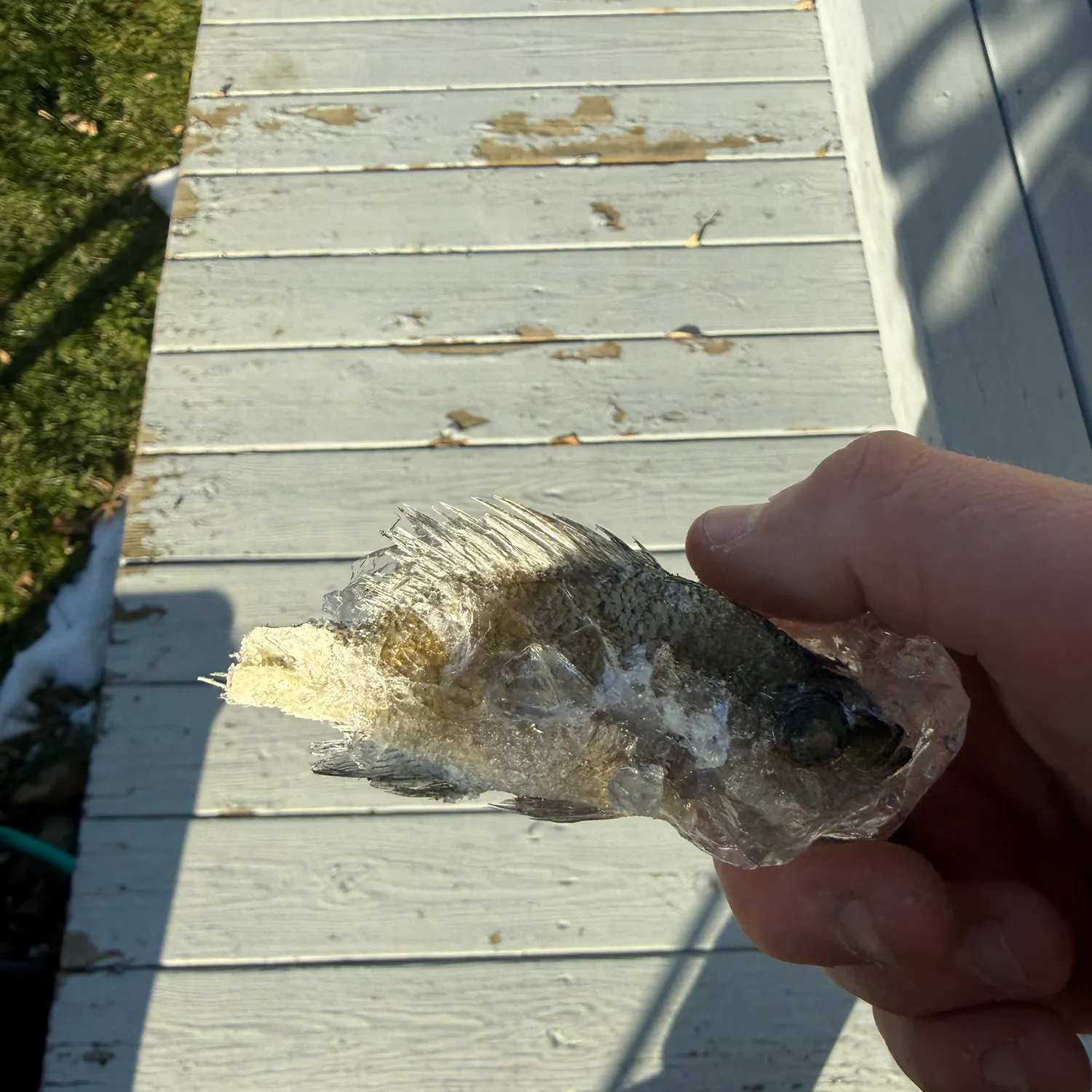 The most recent Bluegill catches on Fishbrain