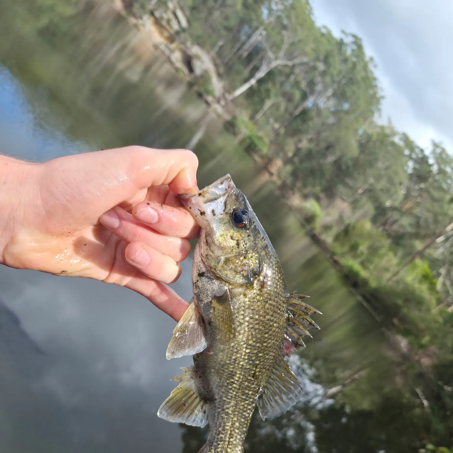 Australian bass caught on Fishbrain