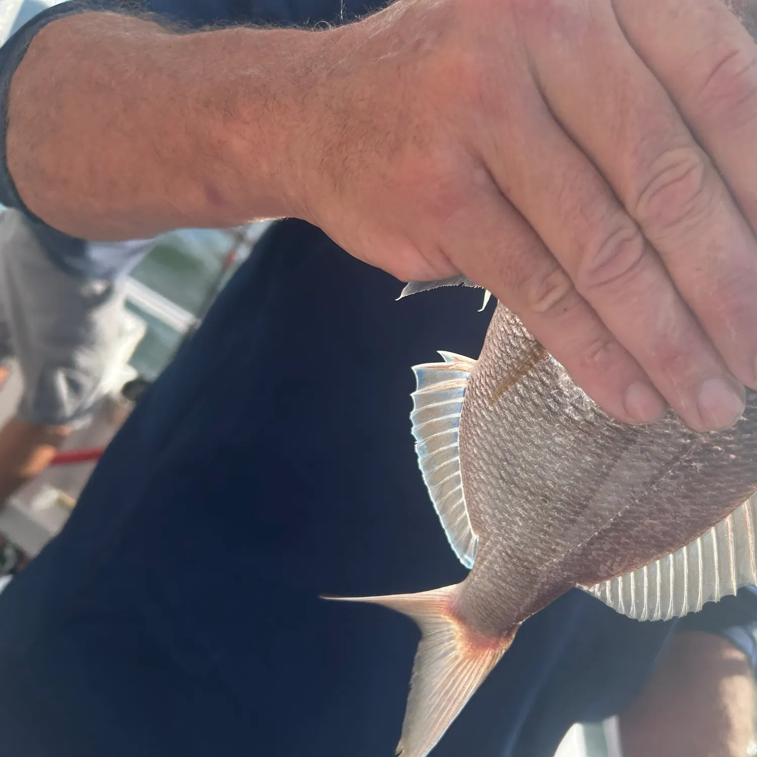 Scup caught on Fishbrain