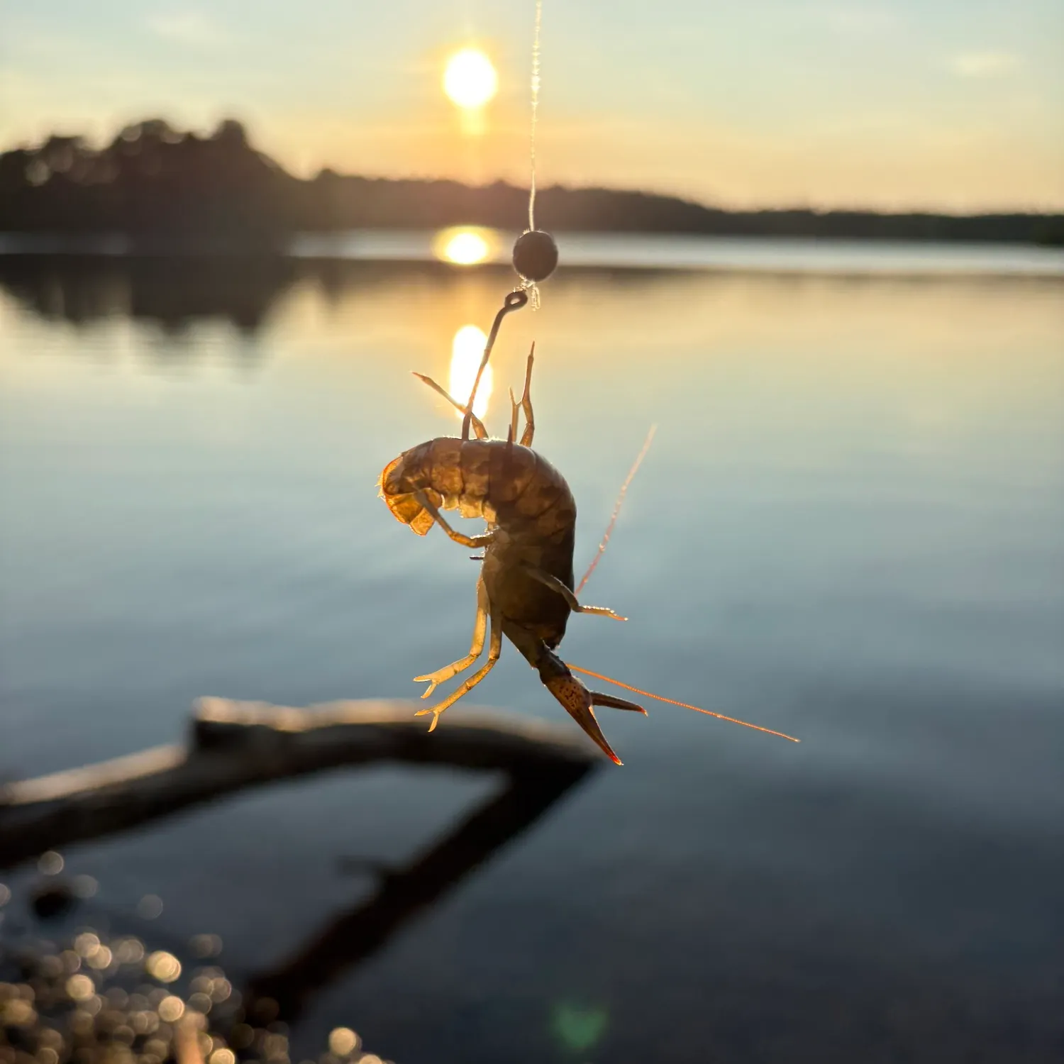 The most recent Variable crayfish catches on Fishbrain