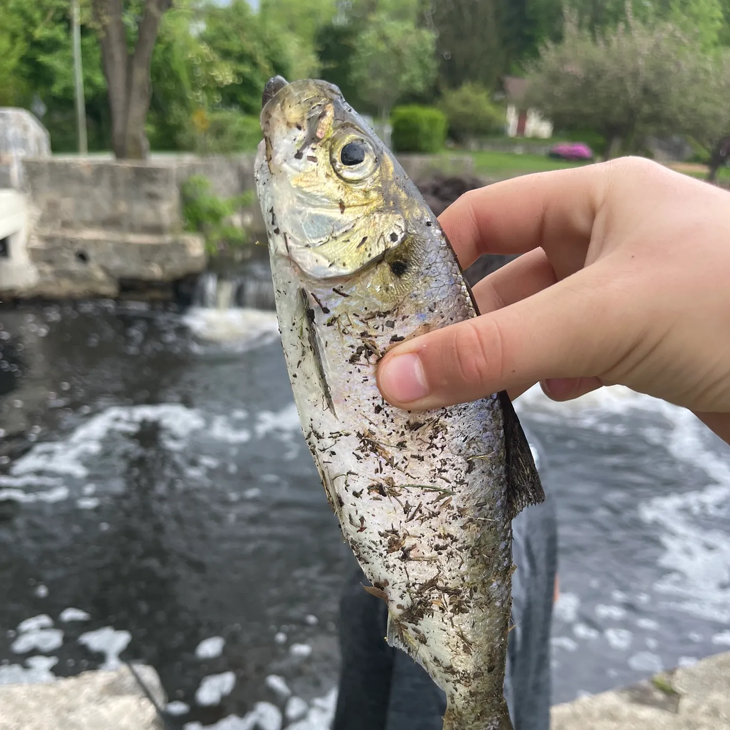 The most recent Hickory shad catches on Fishbrain