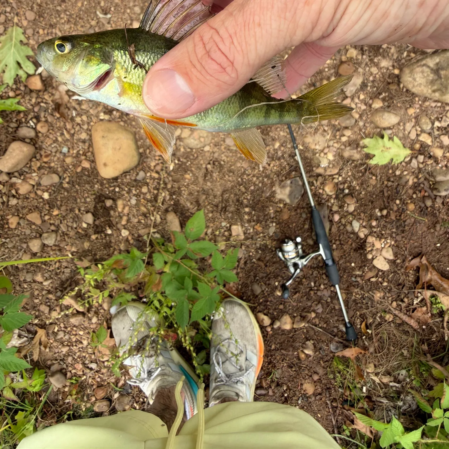 Yellow perch caught on Fishbrain