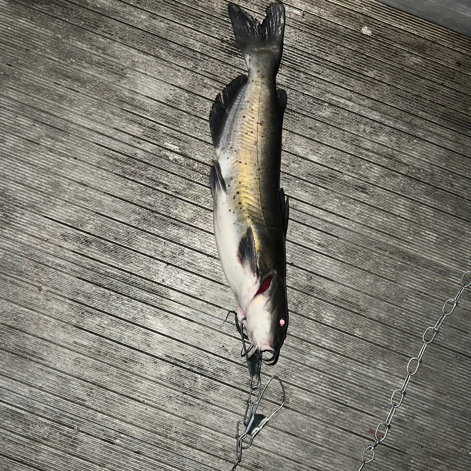 catch