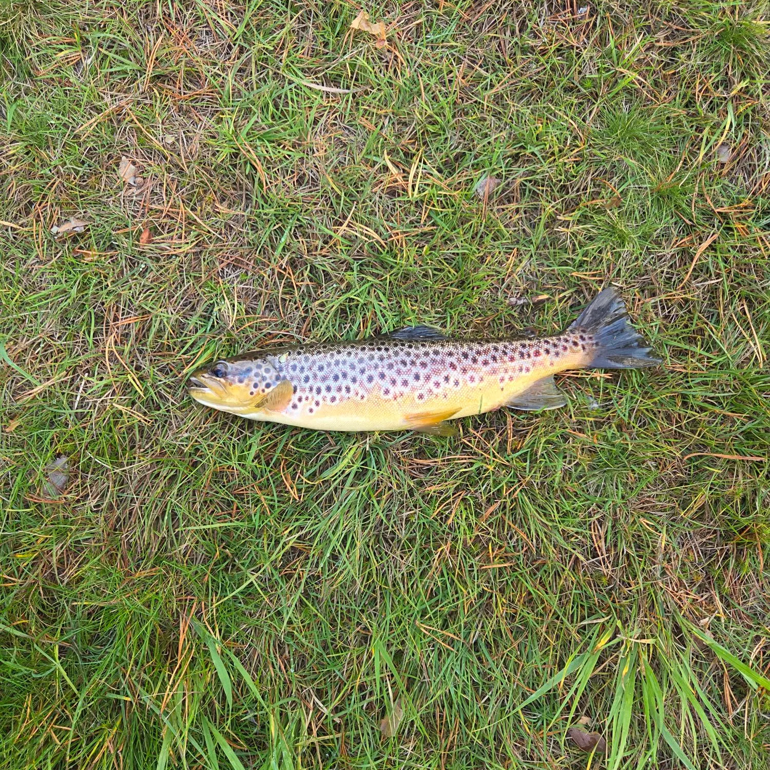 Brown trout caught on Fishbrain
