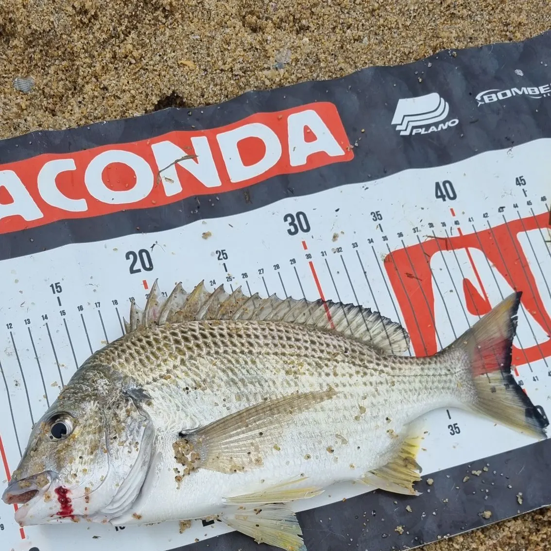 The most recent Surf bream catches on Fishbrain