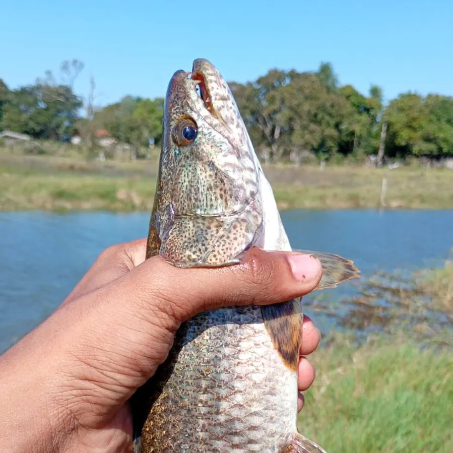 The most recent Trahira catches on Fishbrain