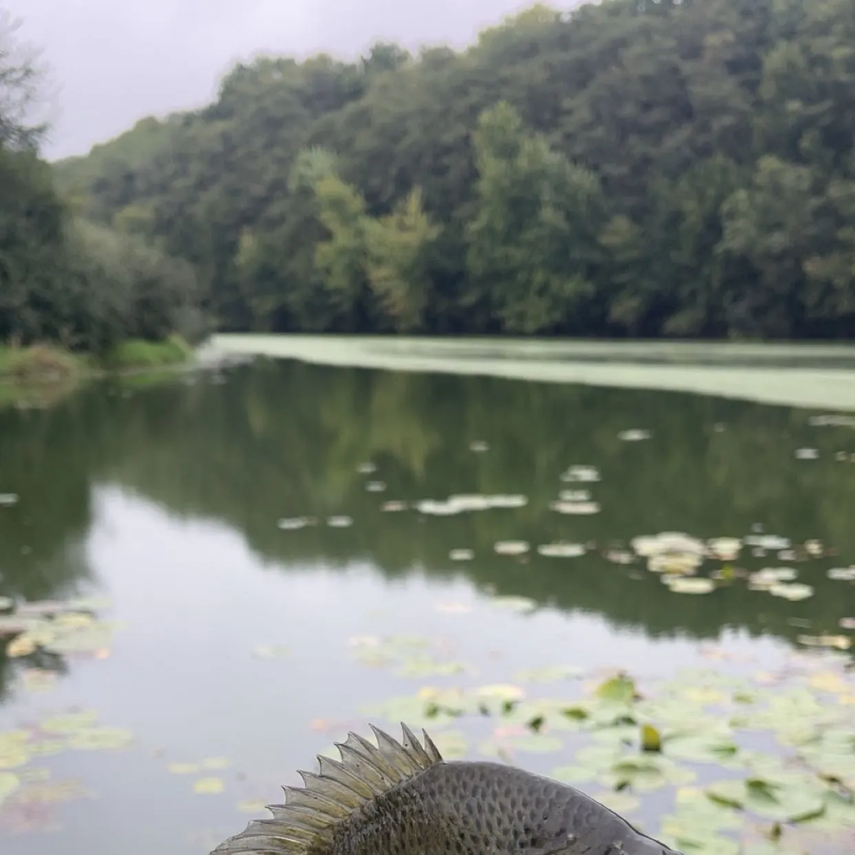 Bluegill caught on Fishbrain