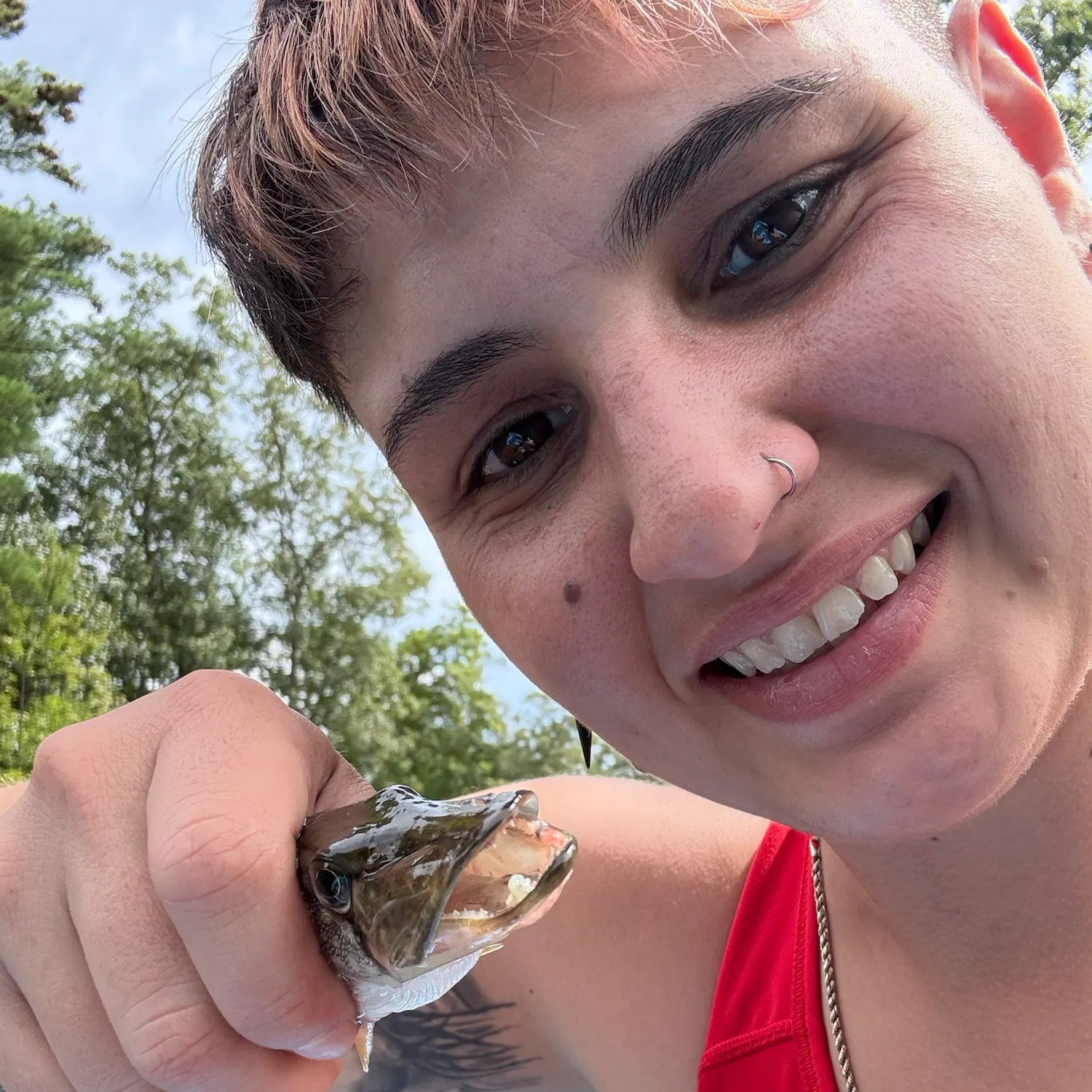 Chain pickerel caught on Fishbrain