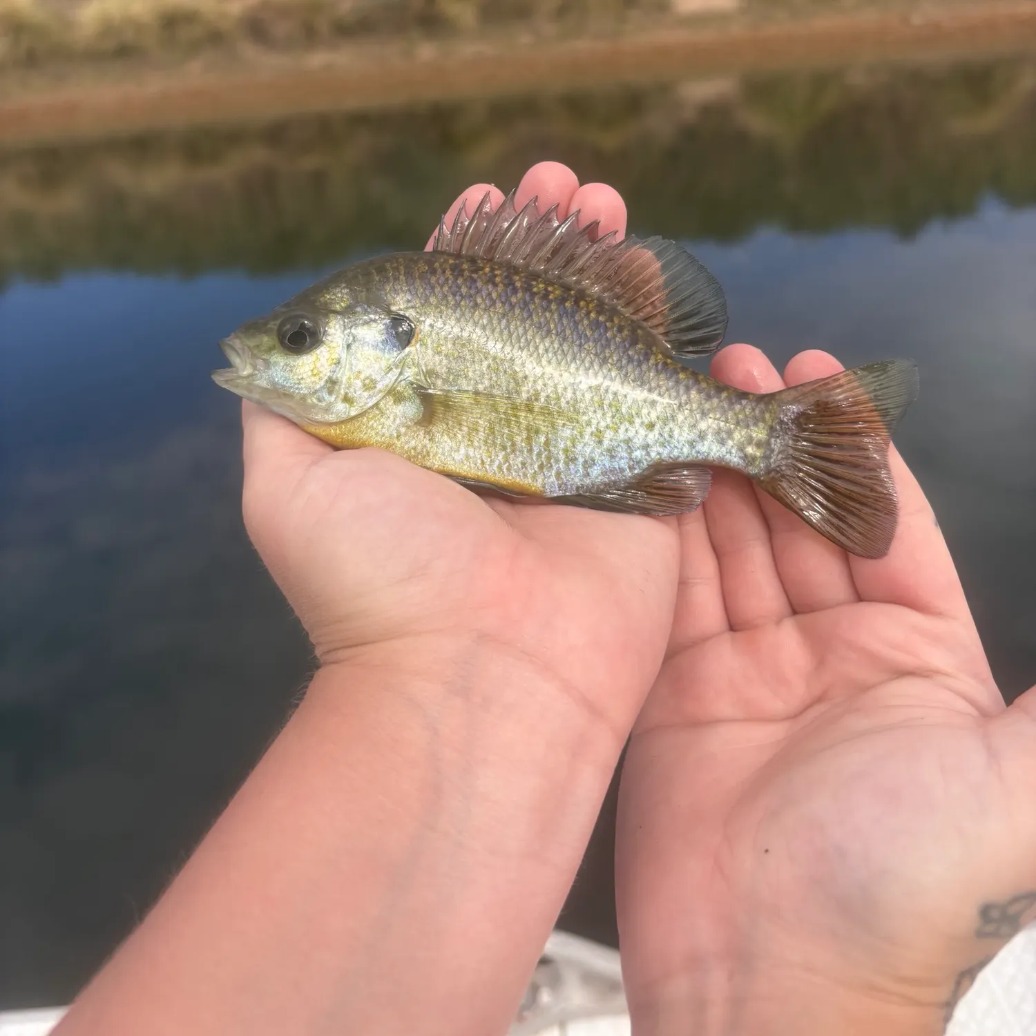 Bluegill caught on Fishbrain