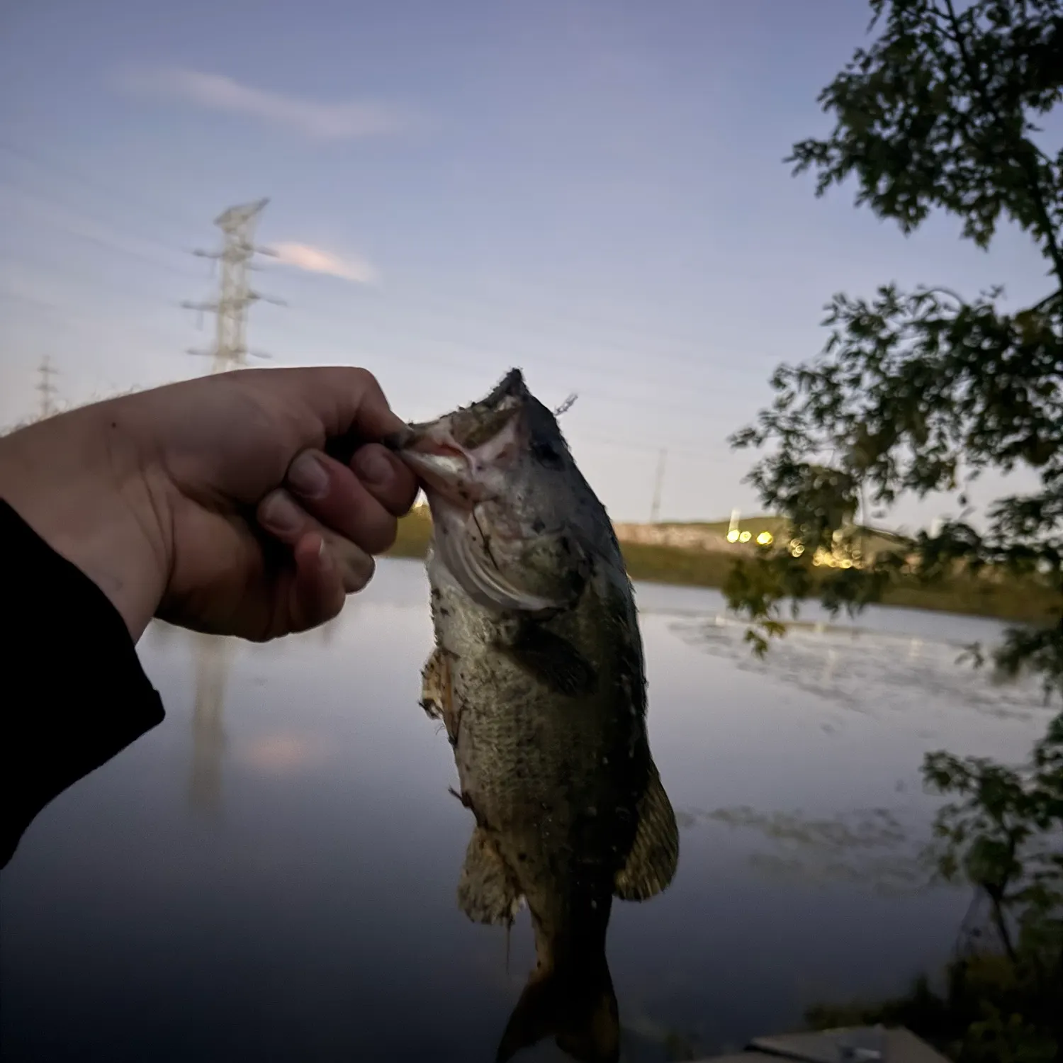 Largemouth bass caught on Fishbrain