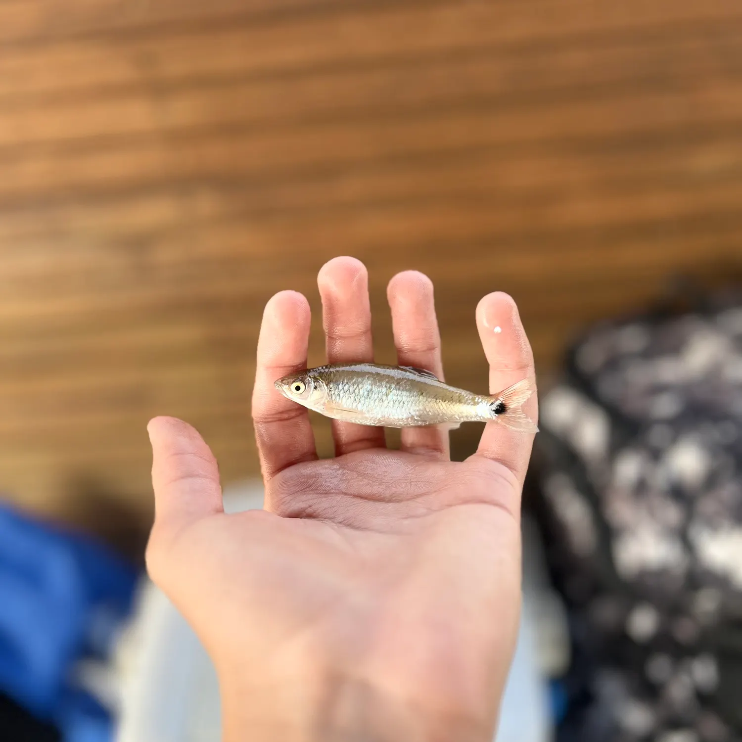 The most recent Spottail shiner catches on Fishbrain