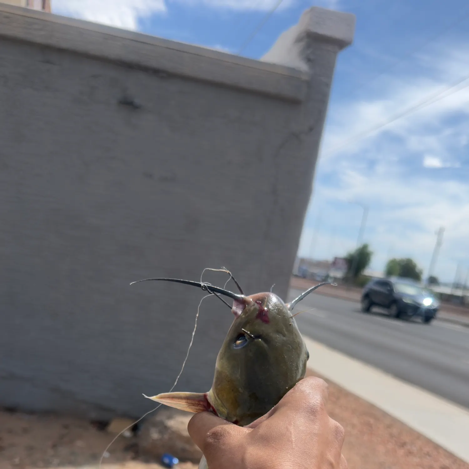 Channel catfish caught on Fishbrain